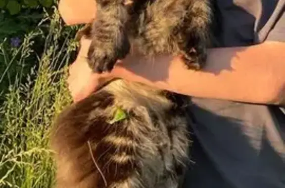 Пропала кошка в Невоне, Иркутская обл.