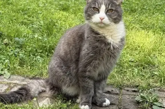 Кошка найдена на Камышовой ул., 4 к1