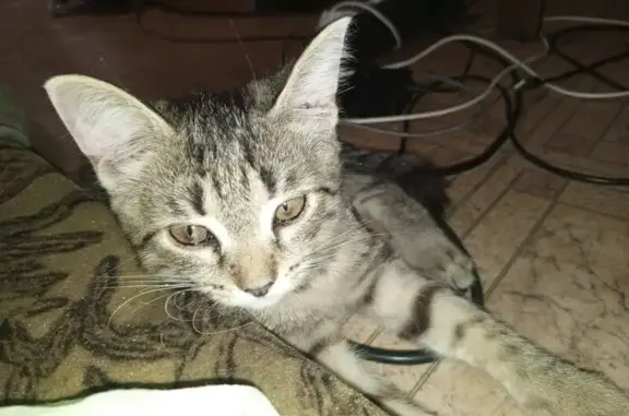 Котёнок найден на ул. Физкультурная, 129