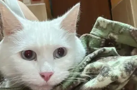 Кошка найдена на Верхней Дуброве, Владимир