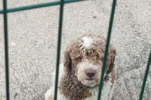 Найдена собака, Санкт-Петербург, фото: Найдена собака, Рыбацкий пр., СПб