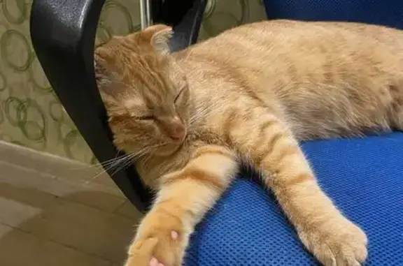 Кошки потеряшки, Ульяновск, фото: Потеряшка кошка, ул. Кролюницкого, 18