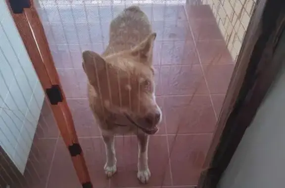 Найдена собака, , фото: Собака найдена: Советская ул., Тамбов