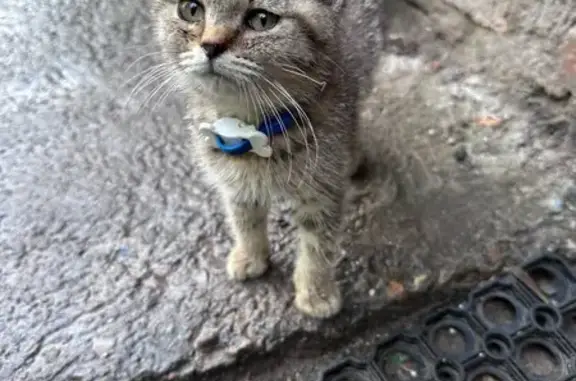 Найдена кошка, Казань, фото: Кошка найдена в ресторане на Баумана, Казань