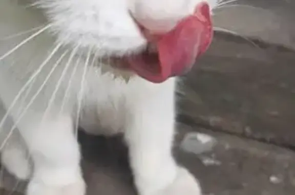 Найденные животные Нижний Тагил, фото: Кошка найдена: Красногвардейская 4, НТ