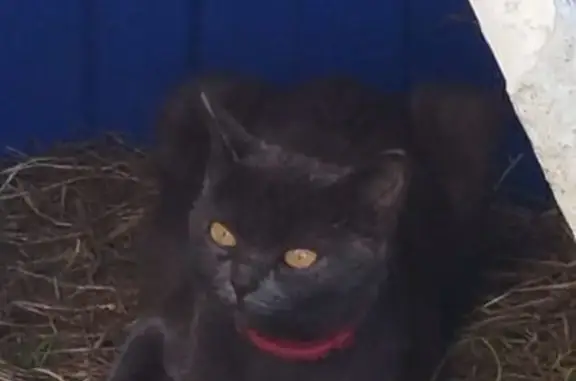 Найдена кошка, Куйбышев, фото: Кошка в красном ошейнике, Сосновая 2