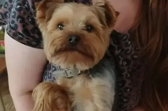 Найдена собака, Тюмень, фото: Собака найдена на Богандинской 5А, Тюмень