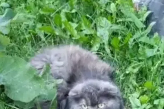 Найдена кошка, Куйбышев, фото: Кошка найдена: ул. Лермонтова, 8, Куйбышев