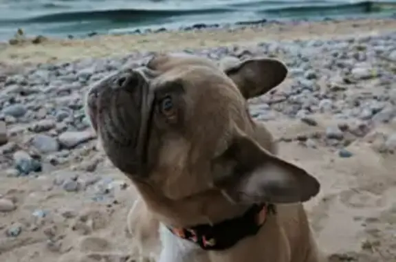 Собаки потеряшки, , фото: Потеряшка собака в Приморском, ЛО