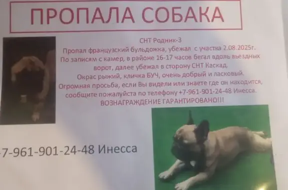 Пропала собака в СНТ Каскад, Владимирская обл.