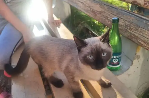 Сиамская кошка найдена, Сталеваров 17/1