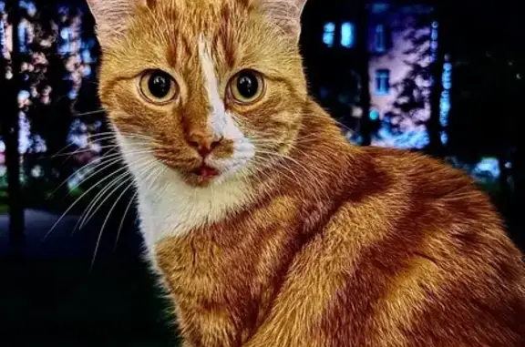 Кошки потеряшки, Мытищи, фото: Потеряшка кошка, 2-й Щёлковский пр., 13
