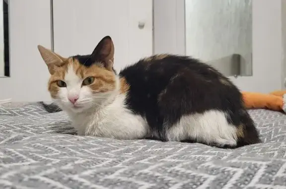 Найденные животные Томск, фото: Найдена трёхцветная кошка, Елизаровых 13