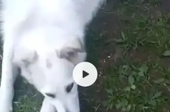 Найдена собака, , фото: Собака найдена: Железнодорожная ул., Алкино