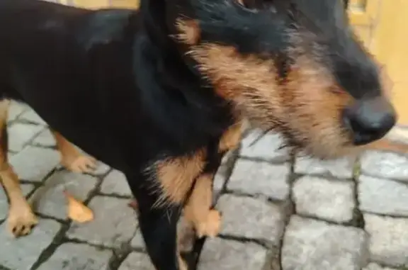 Собака найдена на ул. Черняховского