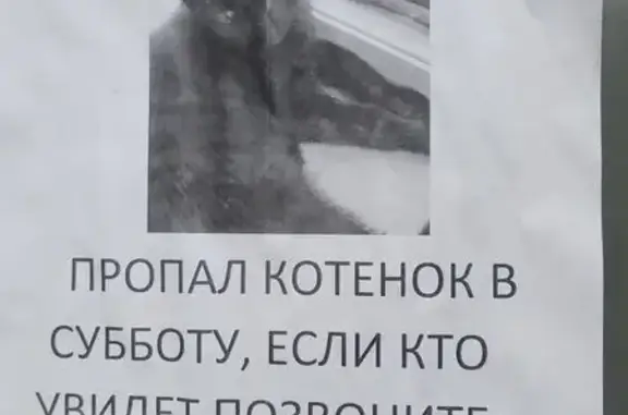 Пропала кошка, Оборонная ул. 9/27, Тверь
