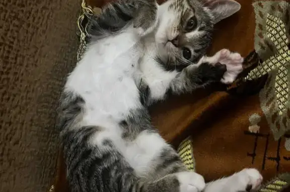 Пропала кошка, Зелёная ул. 2Д, Дубовое