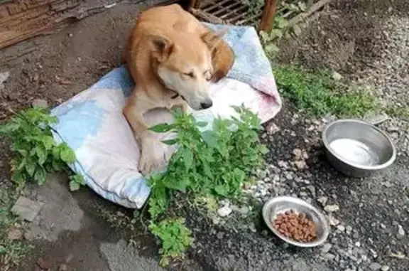 Найдена собака, о.Юность, 1, Иркутск