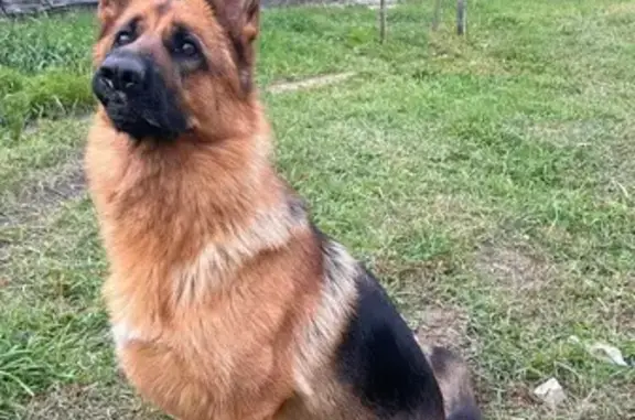 Пропала овчарка, Чита, Забайкалье
