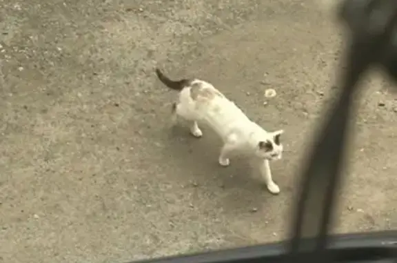 Кошка найдена на пр. Ленина, 46, Екатеринбург