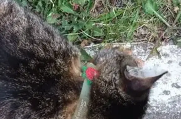 Кошка найдена на Грибоедова, 1, Брянск