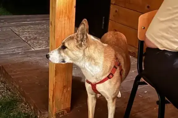 Найдена собака, Чемал, фото: Собака найдена, ул. Новосёлов, Чемал