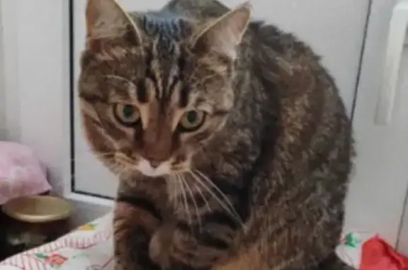 Кошки потеряшки, Снежинск, фото: Потеряшка кошка, ул. 40 лет Октября, 6