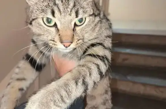 Найдена кошка, Иркутск, фото: Кошка найдена на Поленова 33/5, Иркутск