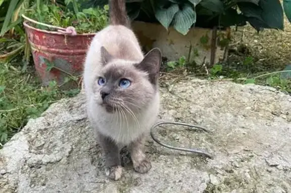 Найдена кошка, Коркино, фото: Кошка найдена: ул. Цвиллинга, 9, Коркино