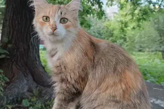 Найдена кошка, Липецк, фото: Кошка найдена: Плеханова, 63А, Липецк