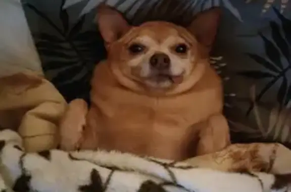 Собаки потеряшки, , фото: Потеряшка собака на Пролетарской, 1, Смоленск