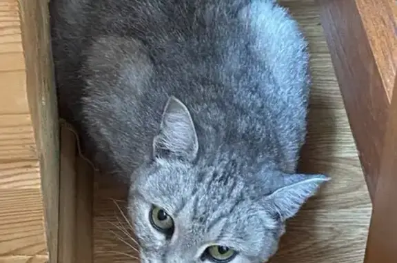 Кошка найдена у мемориала, Деревянное