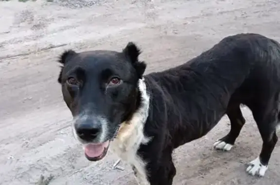 Найдена собака на Новосибирской, 25/2