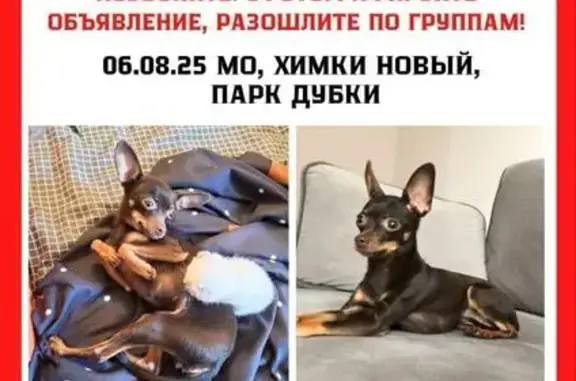 Собаки потеряшки, Химки, фото: Потеряшка собака, Нагорное шоссе, Химки