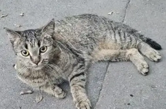 Найдена кошка, Москва, фото: Кошка найдена: Полетаева, 32 к2, Москва