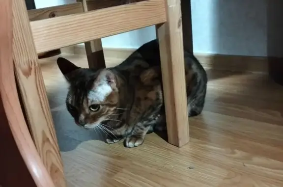 Найдена кошка, Петрозаводск, фото: Кошка найдена в подъезде, Кузьмина 39