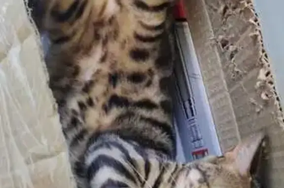 Пропала кошка, Каменка, МО