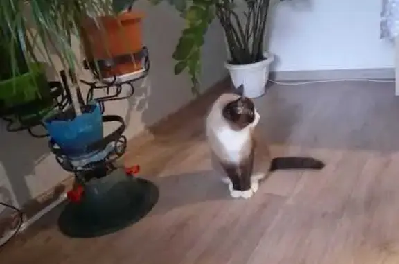 Пропала кошка, Солнечный бул., 5, Курган