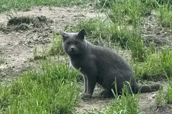 Найденные животные Москва, фото: Кот найден у мусорки, Ходынский бул., 2