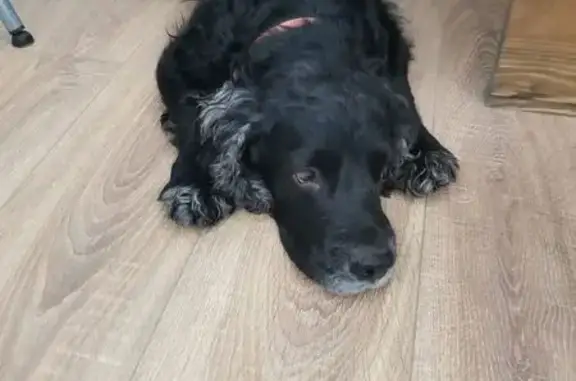 Найдена собака, Омск, ул. Энтузиастов 2/1