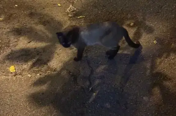 Кошка найдена: Северная ул., 265, Краснодар