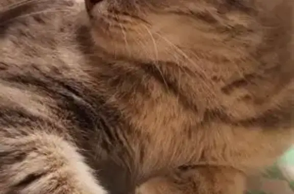 Найдена кошка, Заречный проезд 37 к1, Тюмень