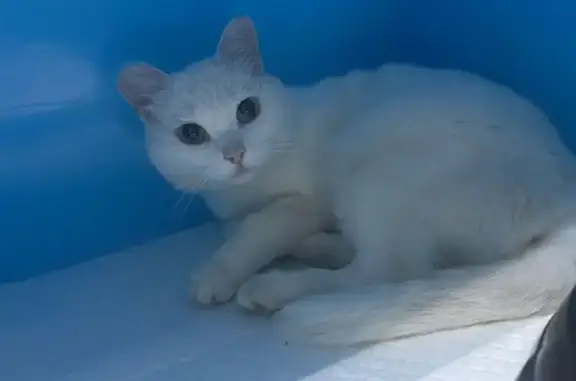 Найдена кошка, Челябинск, фото: Найдена белая кошка, Тарасовка, Набережная 4