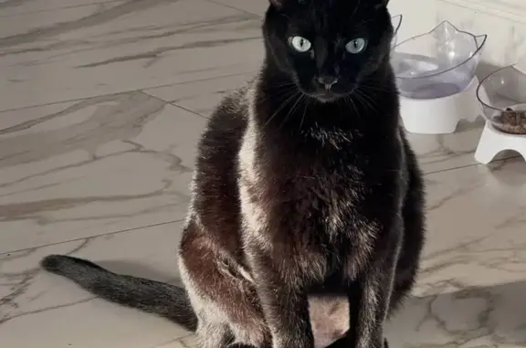 Кошки потеряшки, Тюмень, фото: Потеряшка черная кошка, Тюмень, Гранитная 13