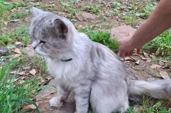 Котик найден: ул. Гагарина, 31, Ижевск