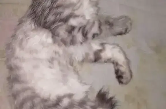 Кошки потеряшки, Челябинск, фото: Потеряшка кошка, Хохрякова 12, Челябинск