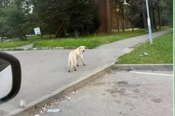 Найдена собака, Шишкин Лес, фото: Собака найдена: Шишкин Лес, ММК