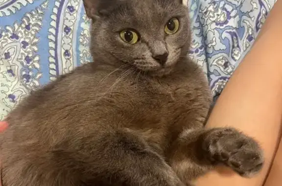 Пропала кошка Киса, ул. Дружбы 21