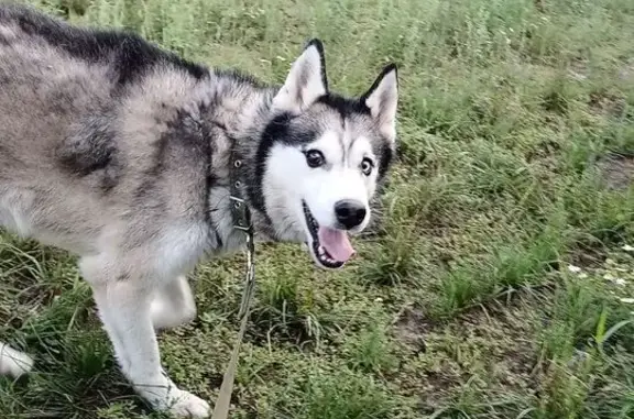 Хаски найден на пл. Ленина, Воронеж
