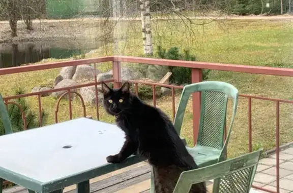 Пропал кот, Полевая ул., 5Г, Первомайское